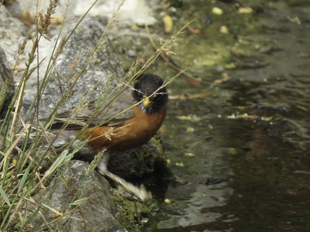 American Robin - ML458196591