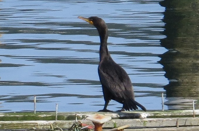 Double-crested Cormorant - ML45819681