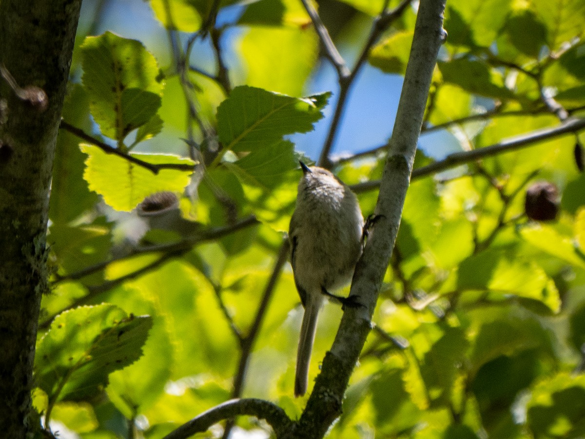 Bushtit - ML458196961