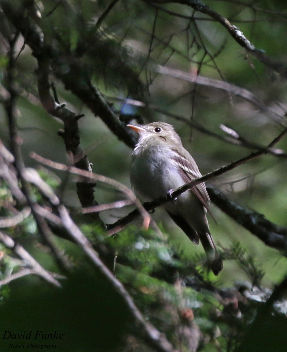 Acadian Flycatcher - ML458198621