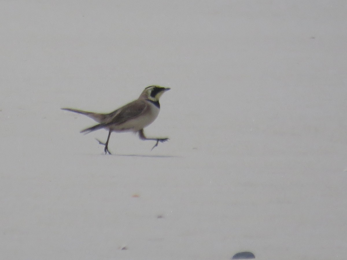 Horned Lark - ML458198741