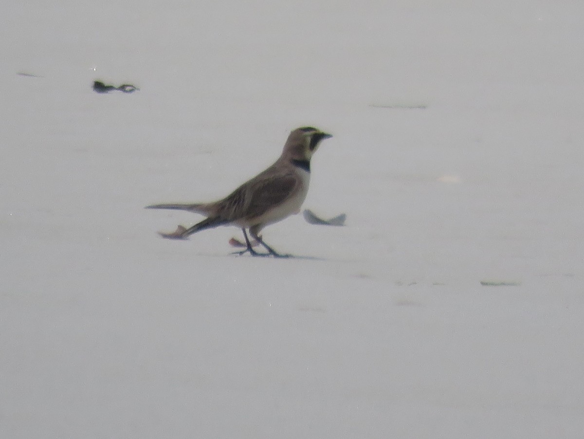 Horned Lark - ML458198751