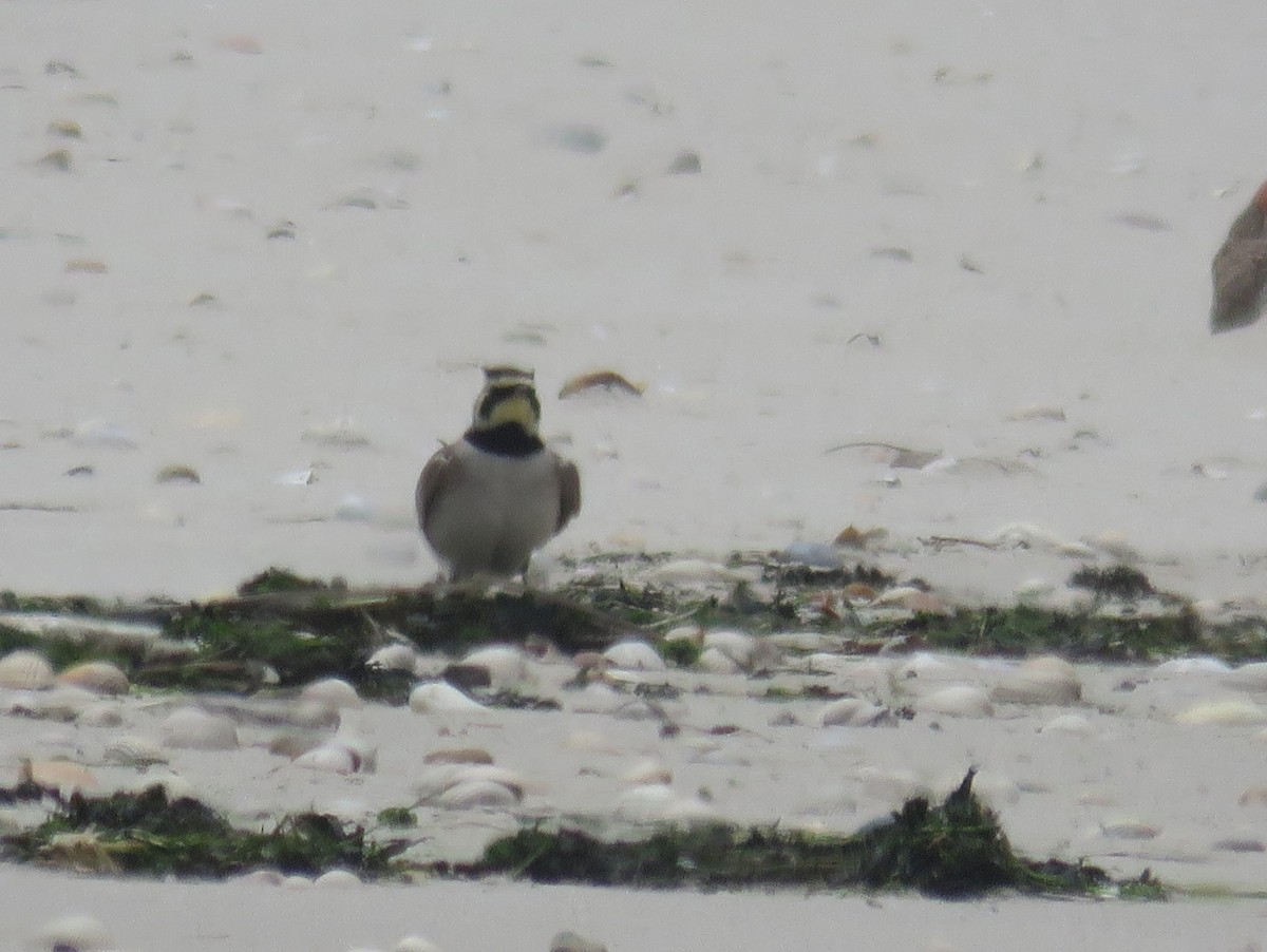 Horned Lark - ML458198821