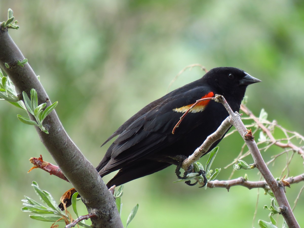 Red-winged Blackbird - Ken Orich