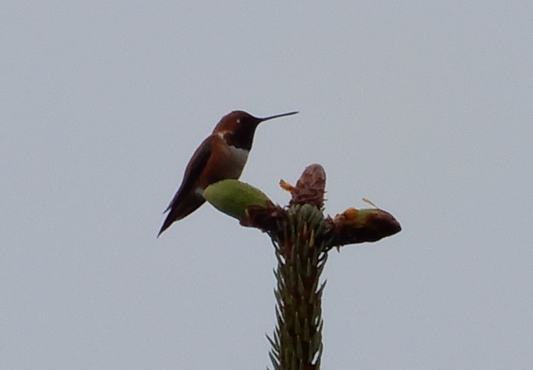 Colibrí Rufo - ML458200051