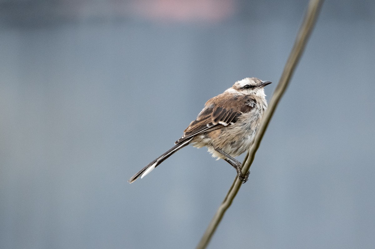 Chalk-browed Mockingbird - ML458200851