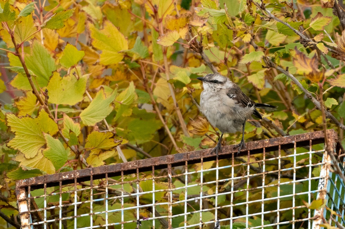 Chalk-browed Mockingbird - Jorge Lopez Moreno