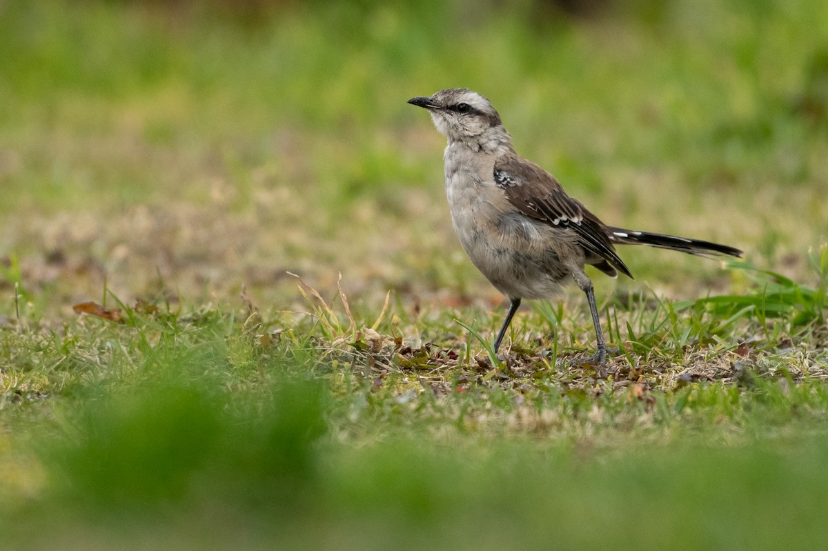 Chalk-browed Mockingbird - ML458200981