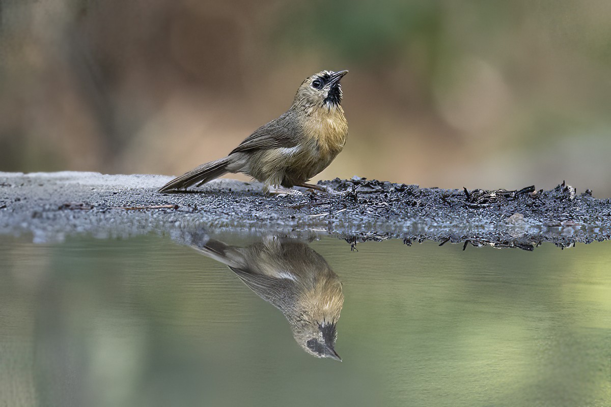 Black-chinned Babbler - Parmil Kumar
