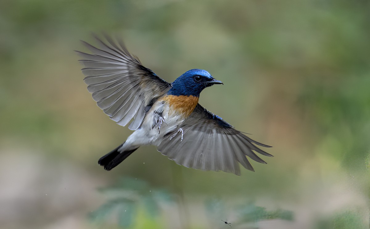 Blue-throated Flycatcher - Parmil Kumar