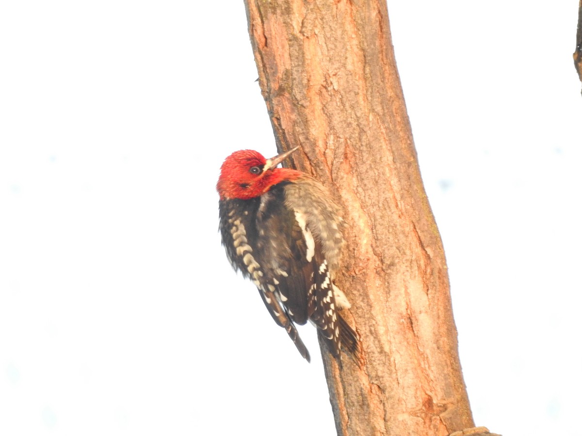 Red-breasted Sapsucker - ML45820391