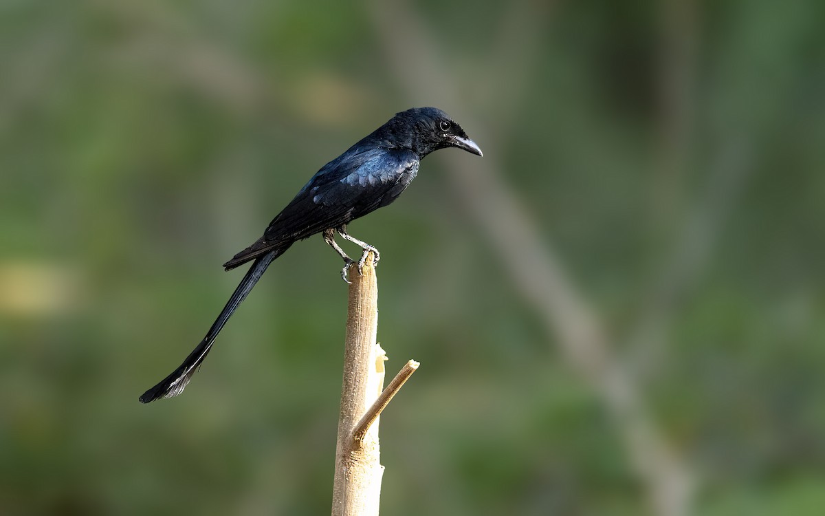 Black Drongo - ML458204361