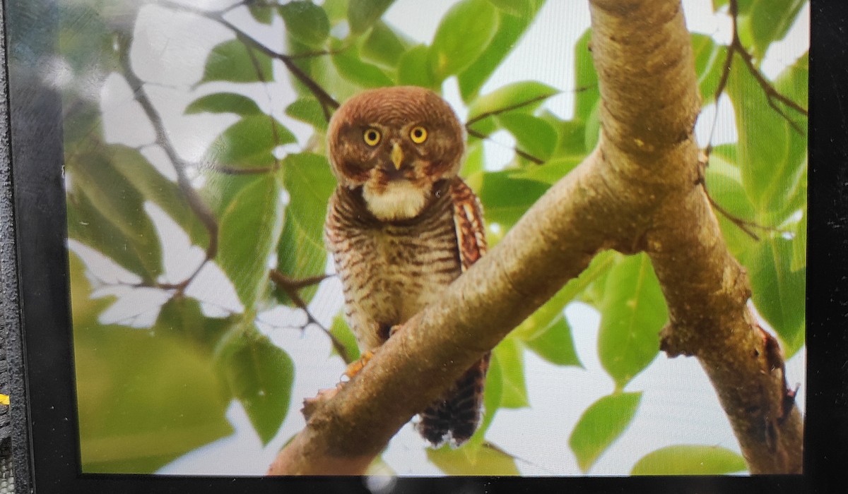 Jungle Owlet - Mayuresh Parab