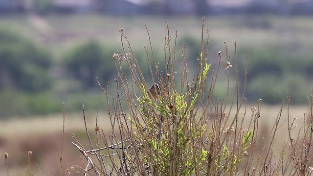 Brewer's Sparrow - ML458205231