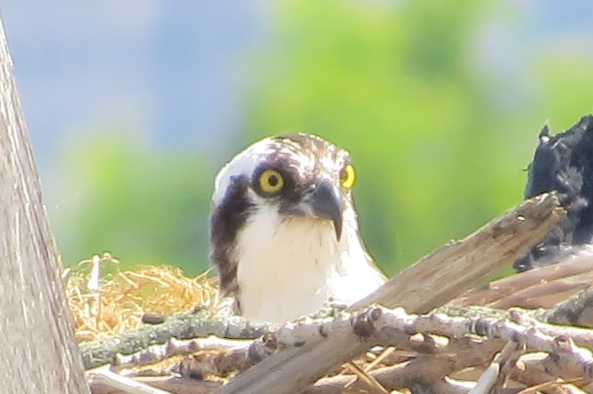 Águila Pescadora - ML458205931