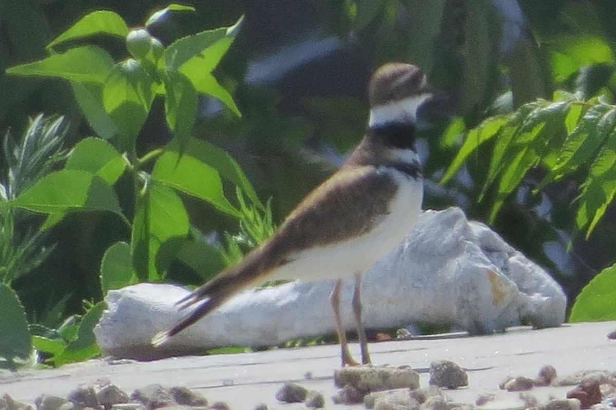 Killdeer - ML458206141