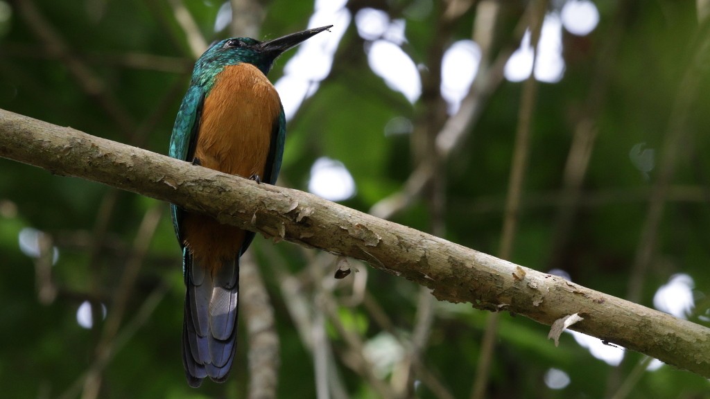 Great Jacamar - ML45820731