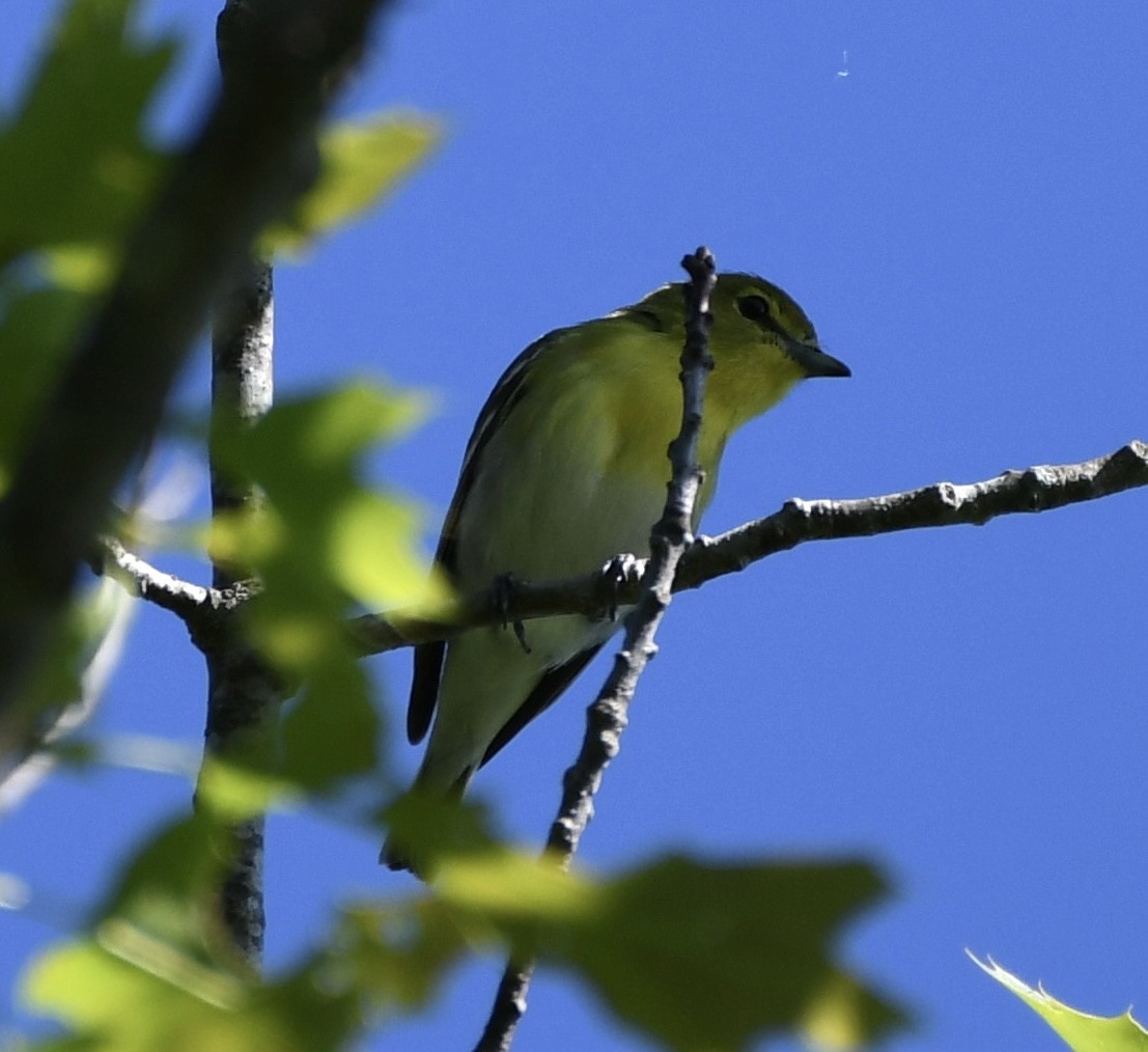 Yellow-throated Vireo - ML458209471