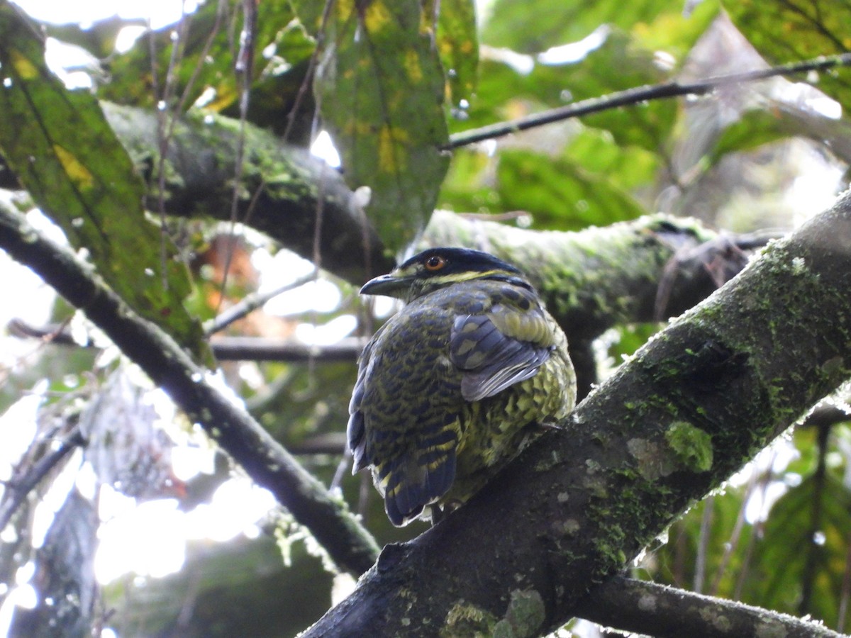 Scaled Fruiteater - ML458210721