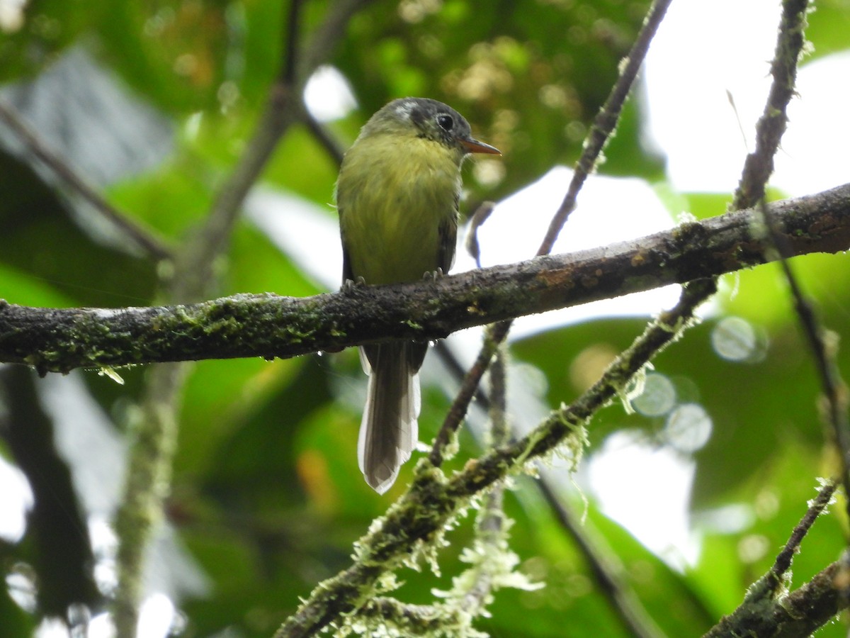 Variegated Bristle-Tyrant - ML458211061