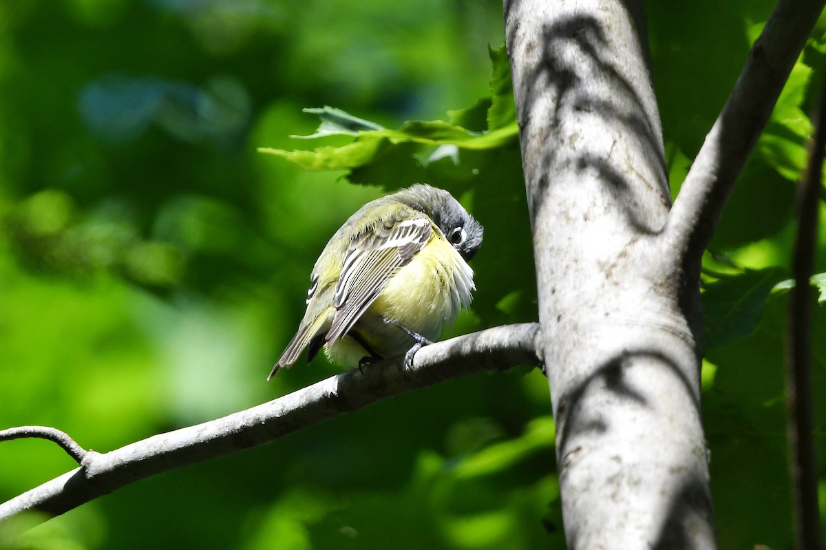 Blue-headed Vireo - ML458211561