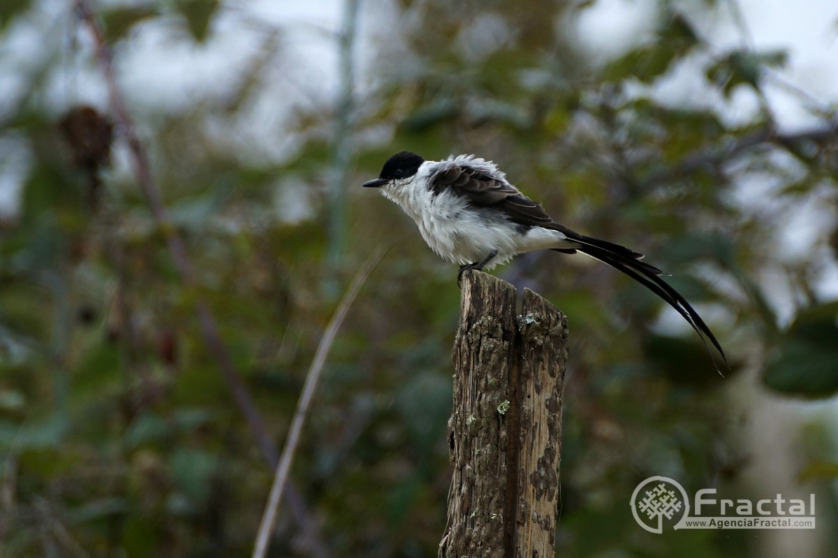 Fork-tailed Flycatcher - ML45821331