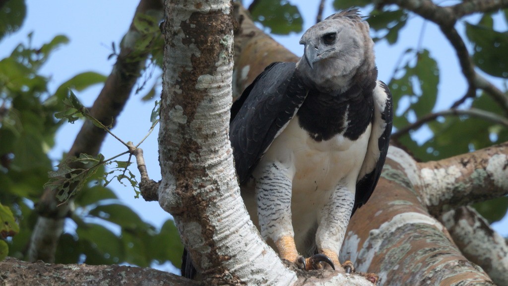 Harpy Eagle - Mark Scheel