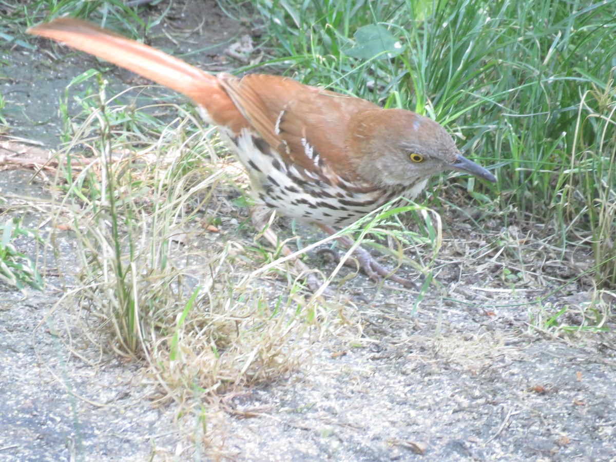 Brown Thrasher - ML458217121