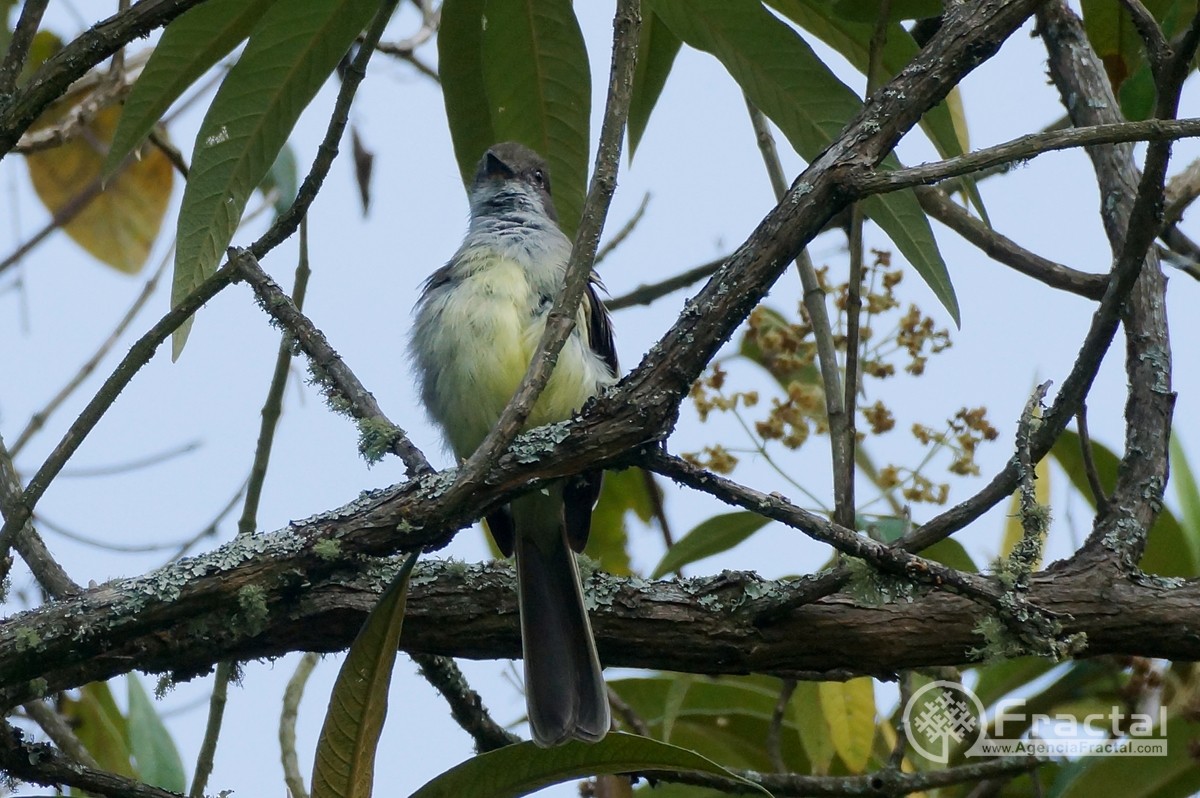 Pale-edged Flycatcher - ML45821861