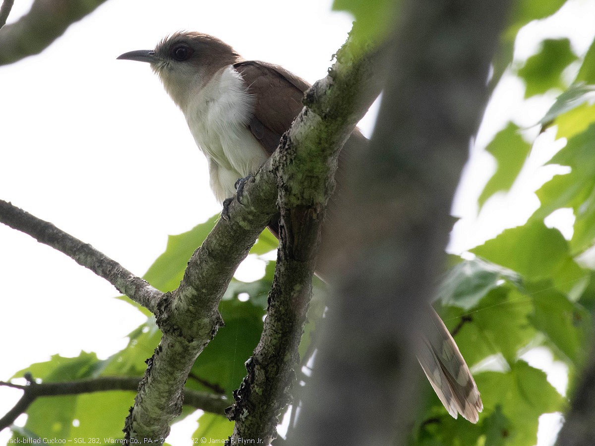 Black-billed Cuckoo - ML458221361