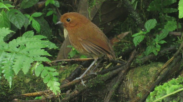 Chami Antpitta - ML458221981