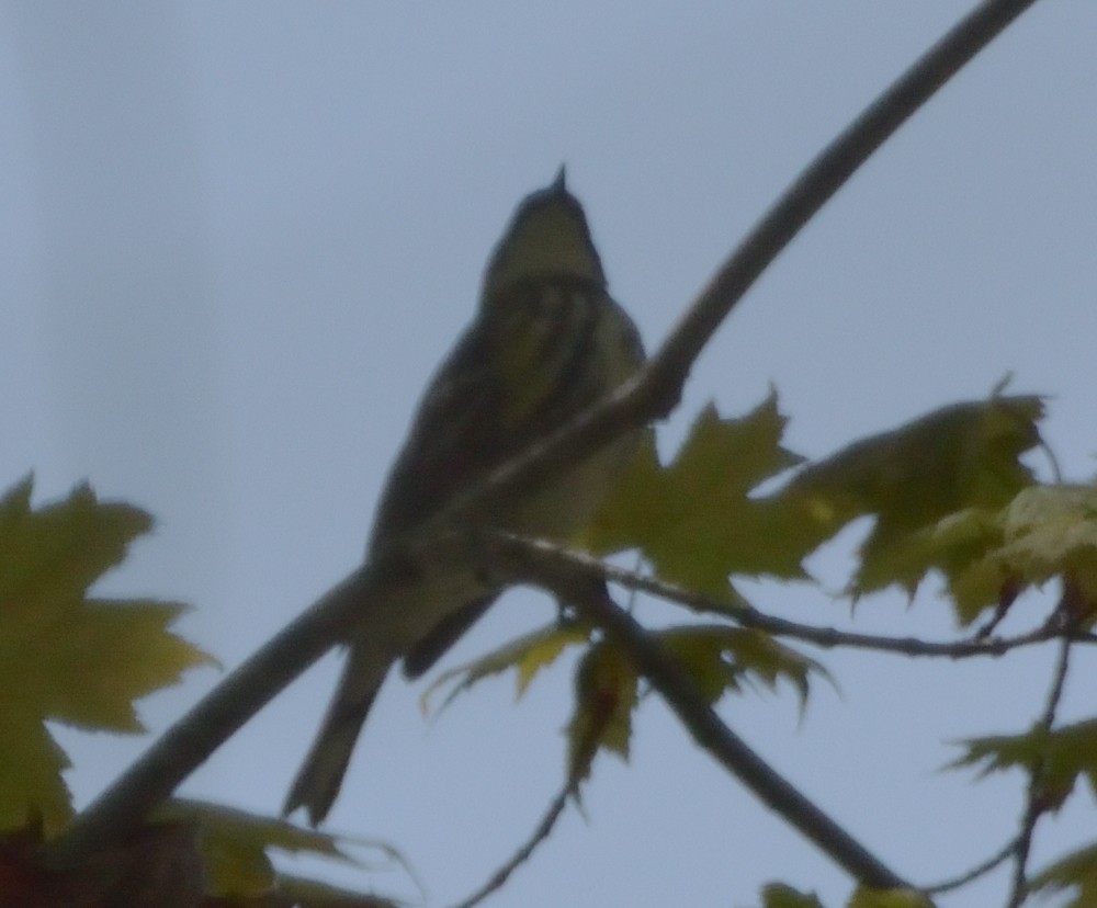 Yellow-rumped Warbler (Myrtle) - ML458222691