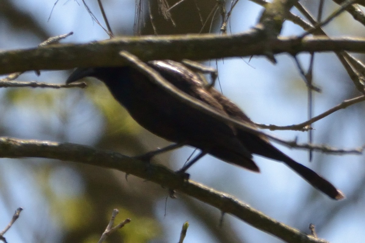 Common Grackle - ML458222731