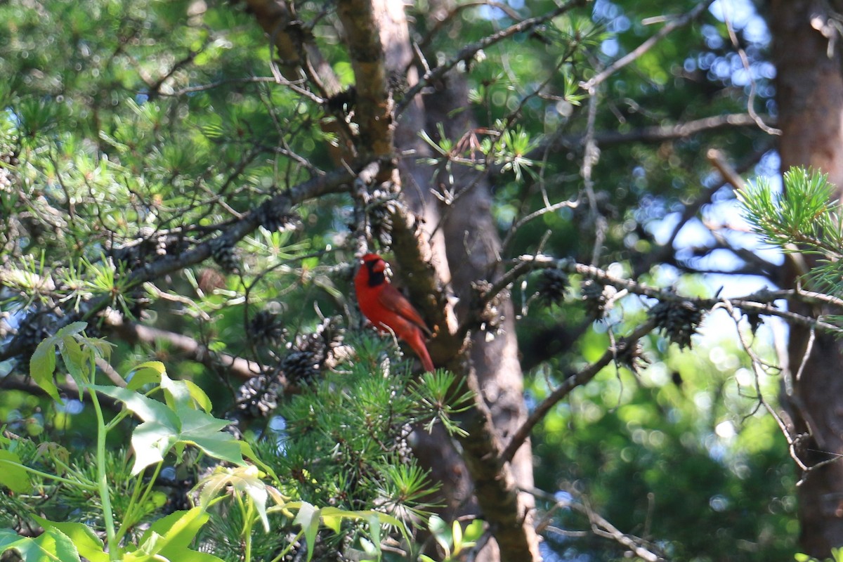 Northern Cardinal - ML458223331