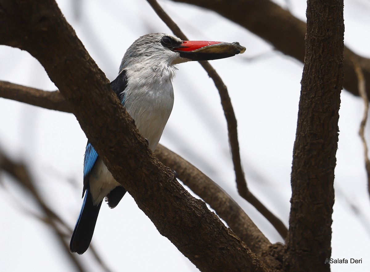 Gray-headed Kingfisher - ML458223951