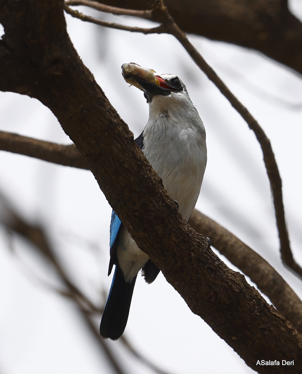 Gray-headed Kingfisher - ML458223971