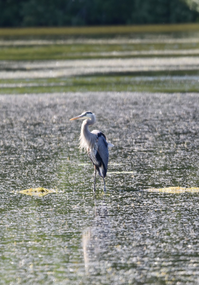 Great Blue Heron - ML458224201