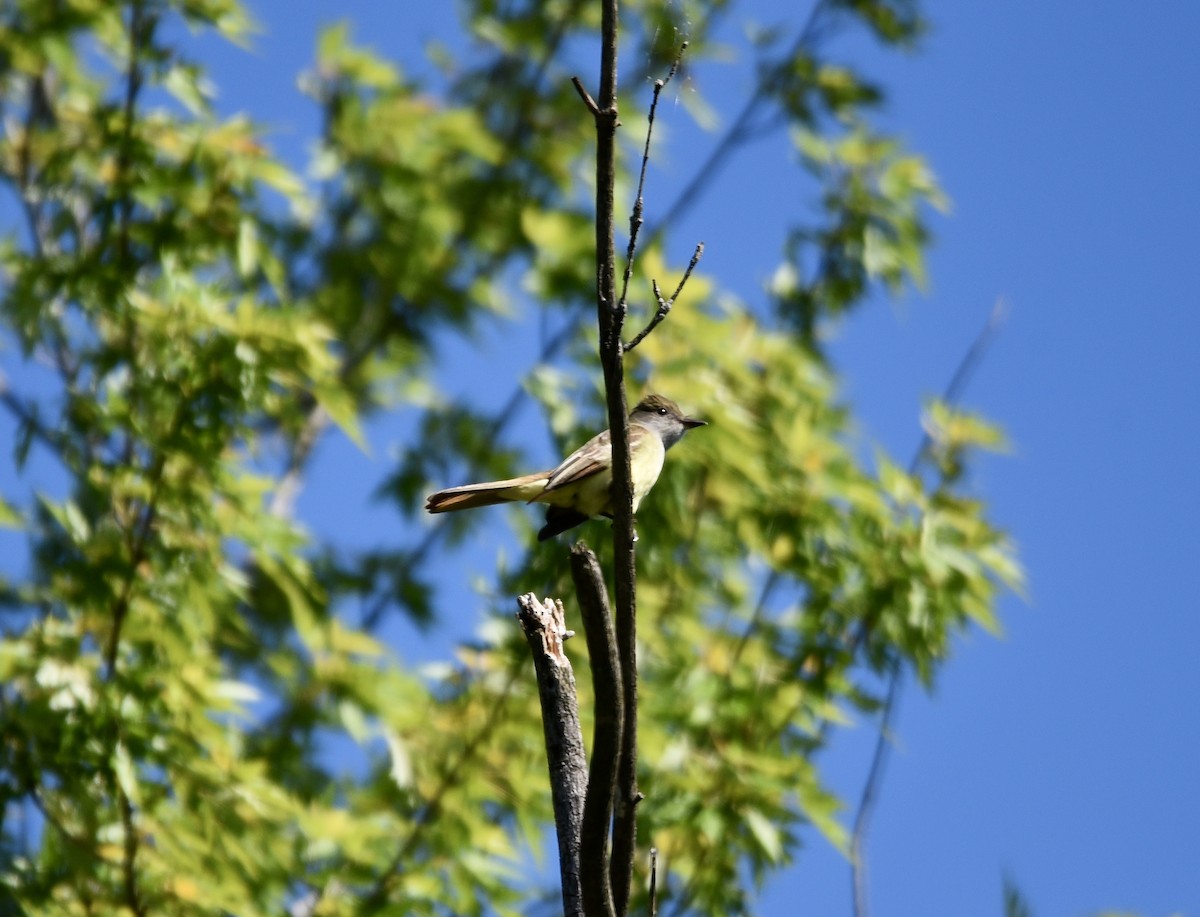 Great Crested Flycatcher - ML458224291