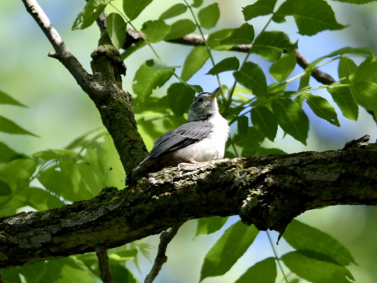 White-breasted Nuthatch - ML458224361