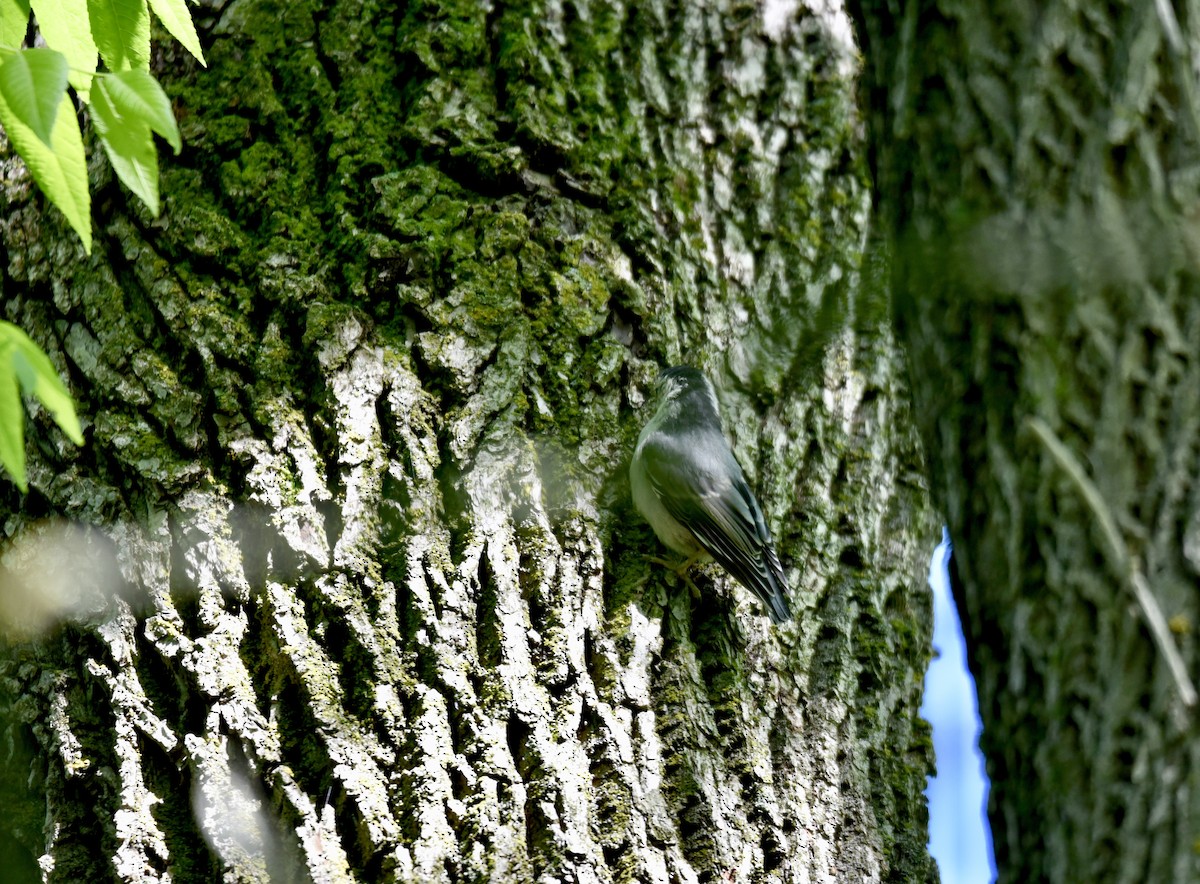 White-breasted Nuthatch - ML458224381