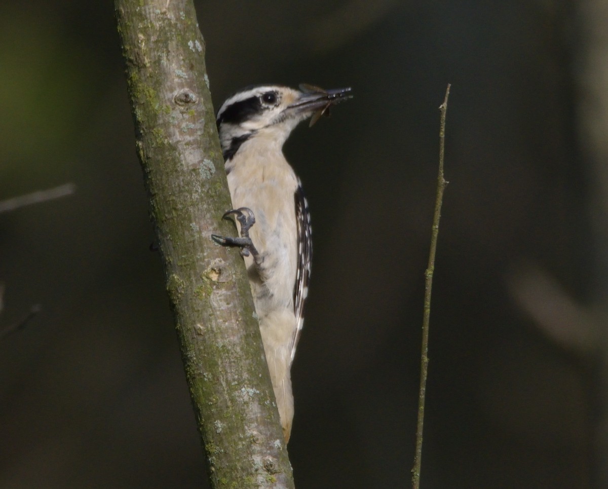 Hairy Woodpecker (Eastern) - ML458224591
