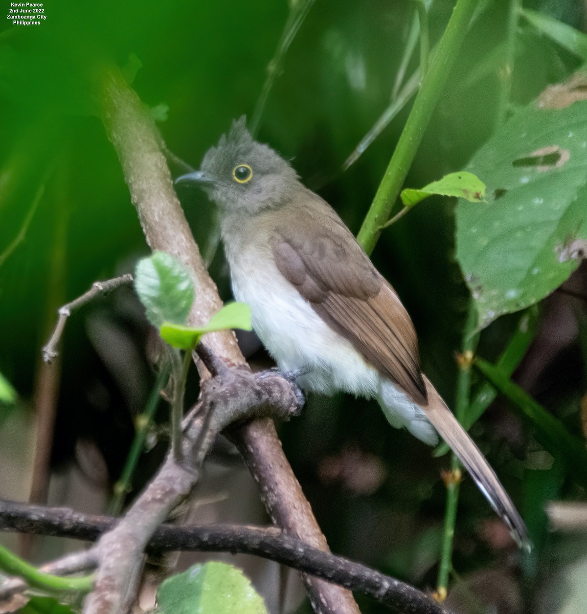 Yellow-wattled Bulbul - Kevin Pearce