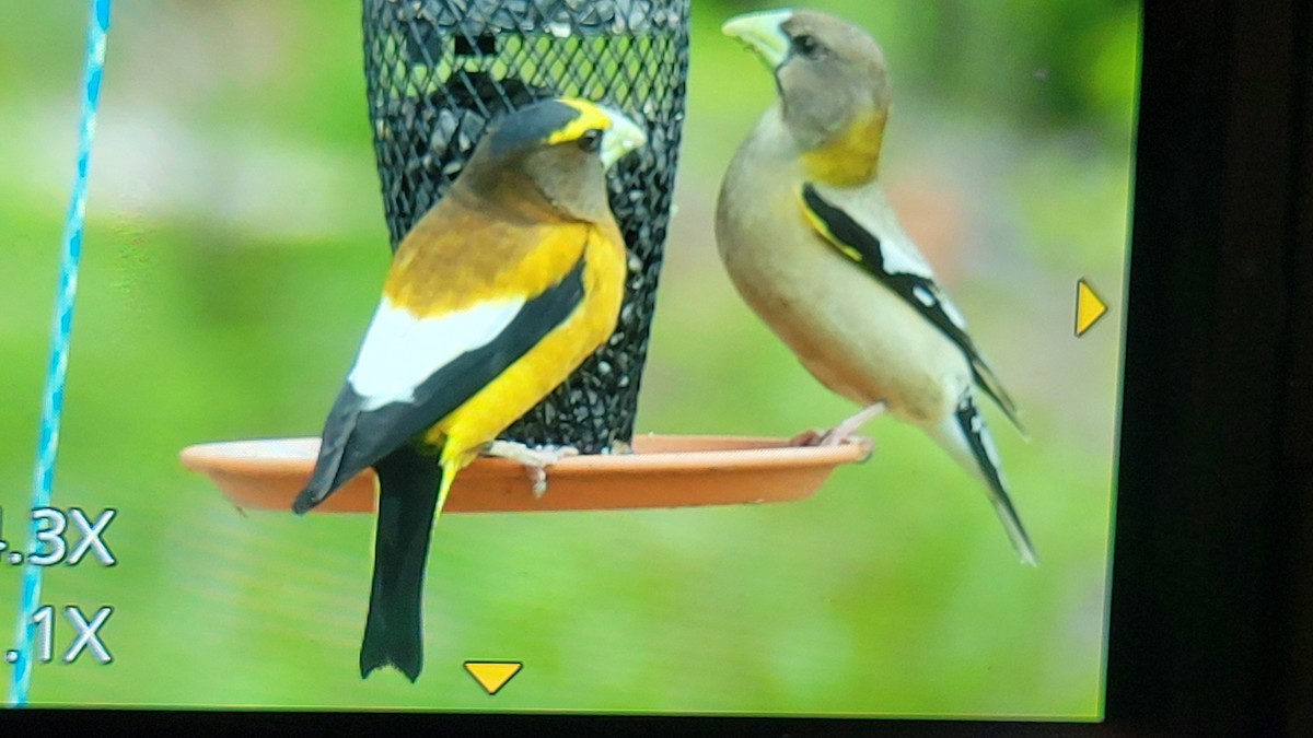 Evening Grosbeak - Lauren Pipkorn