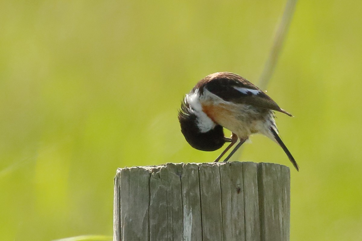 European Stonechat - ML458225301