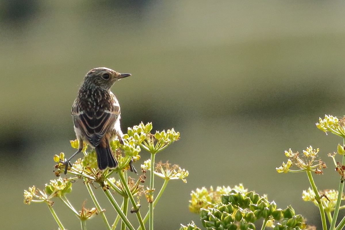 European Stonechat - ML458225311