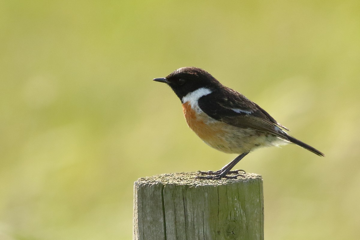 European Stonechat - ML458225331