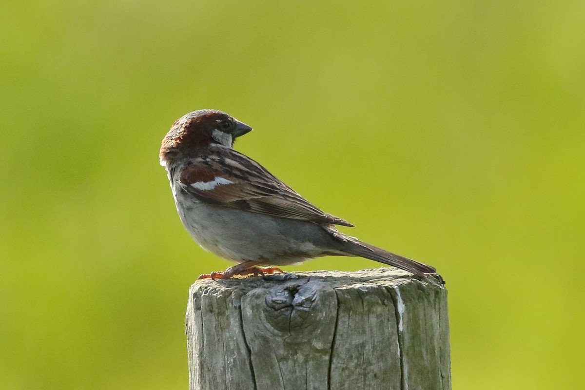 House Sparrow - ML458225361