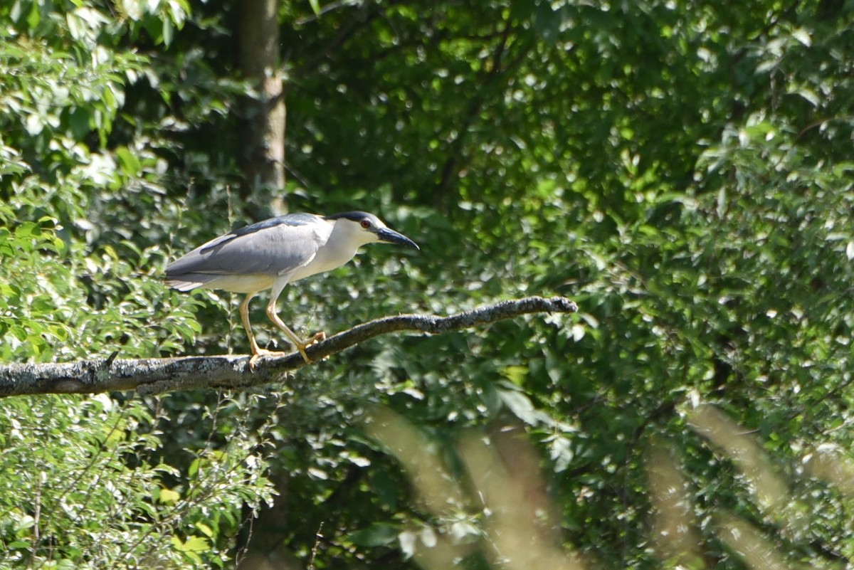 Black-crowned Night Heron - ML458225531