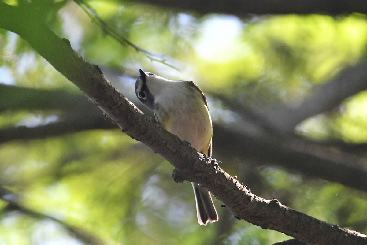 Blue-headed Vireo - ML458225971