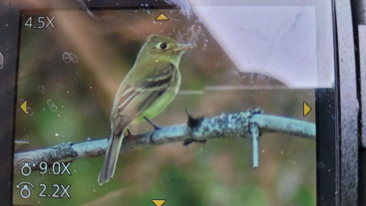 Western Flycatcher (Cordilleran) - ML458226381